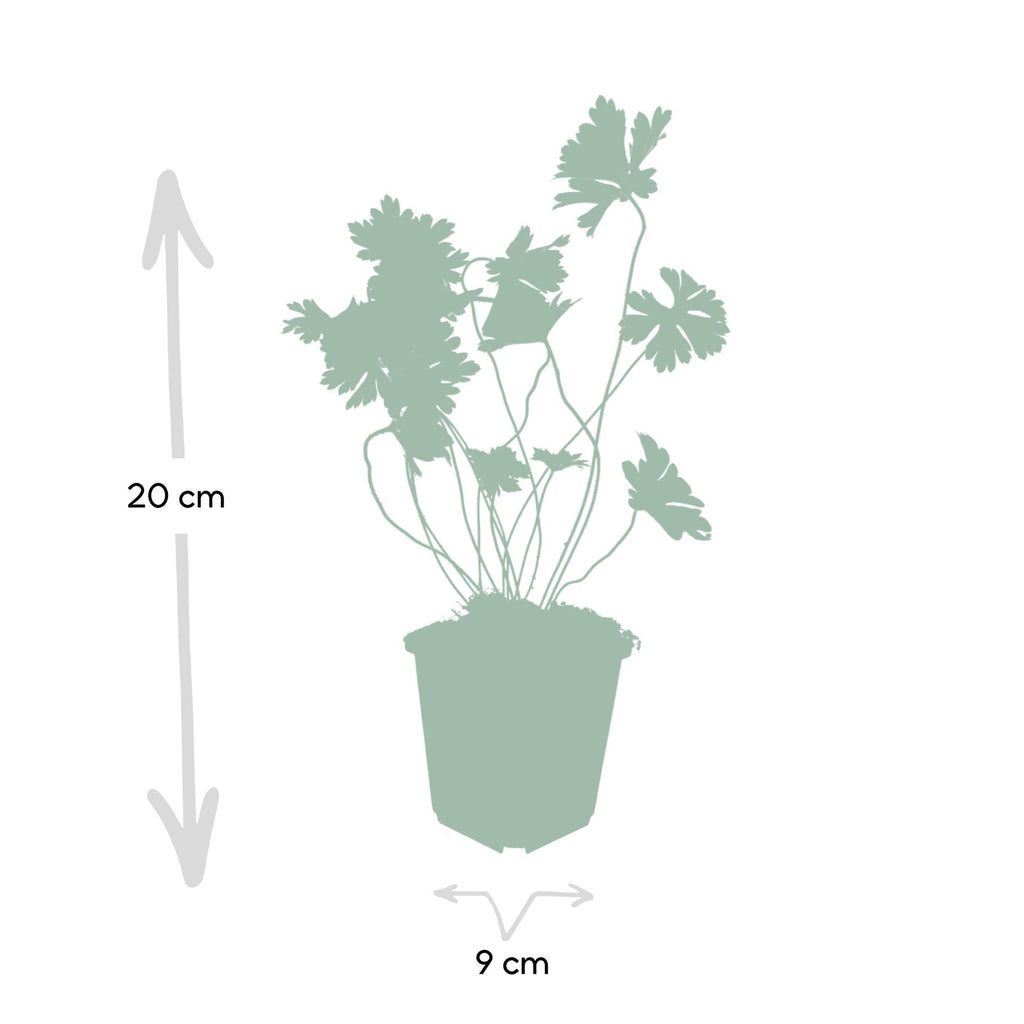 Géranium vivace 'Rozanne' (lot de 6)