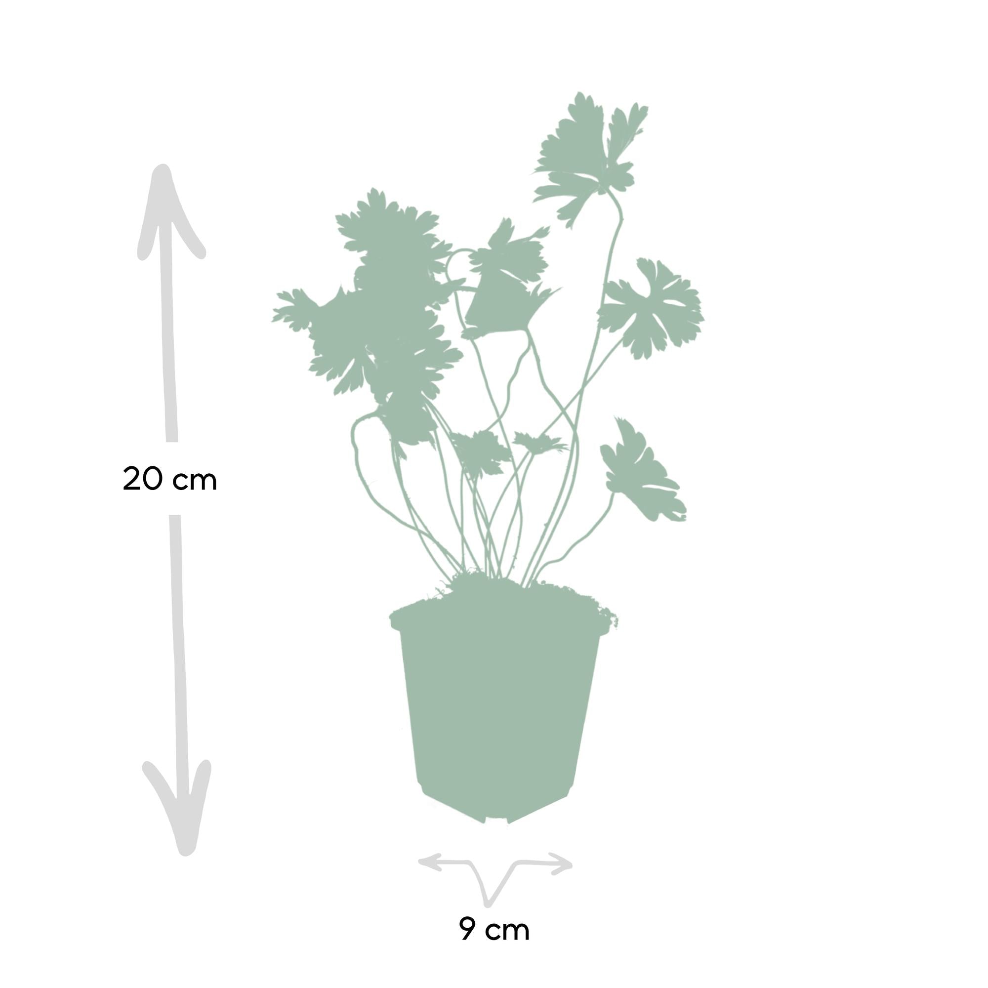 Géranium vivace 'Rozanne' (lot de 6)