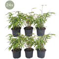 Fargesia Rufa (Ø13 cm - ↕25 cm) - (Lot de 24)