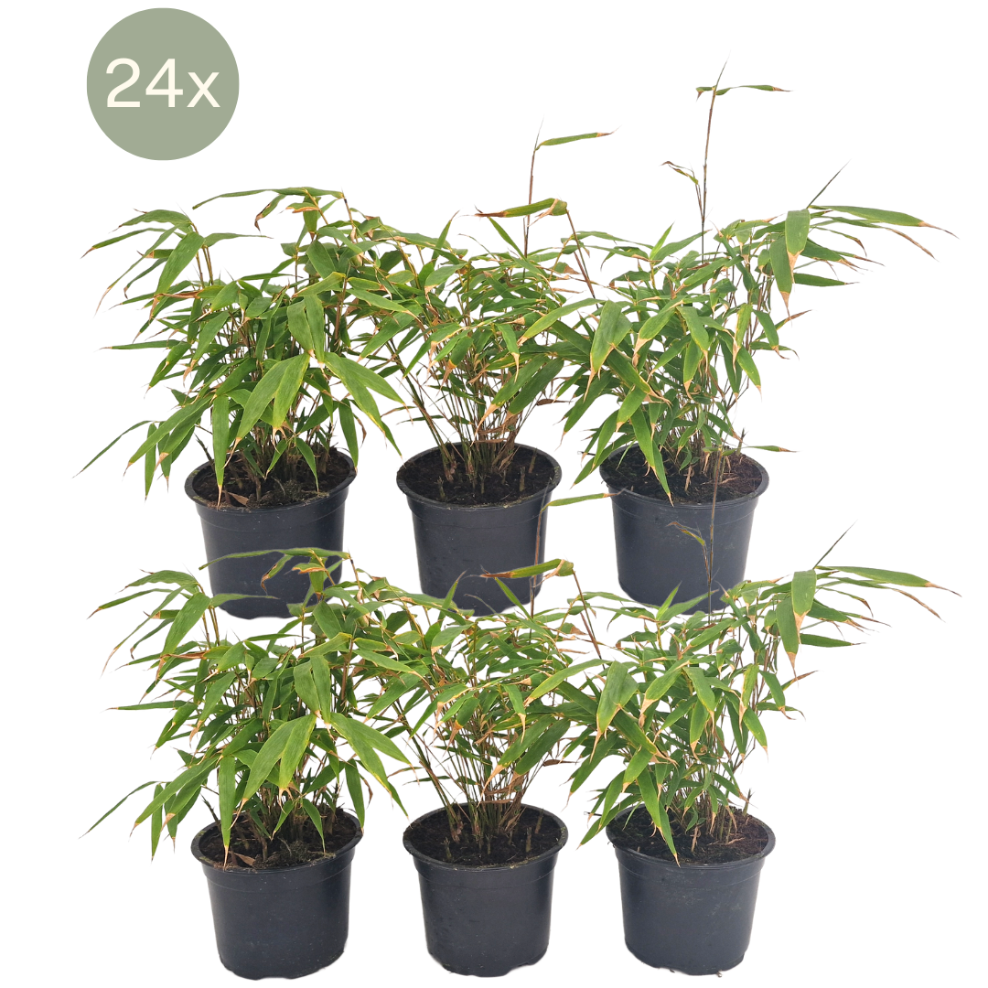 Fargesia Rufa (Ø13 cm - ↕25 cm) - (Lot de 24)
