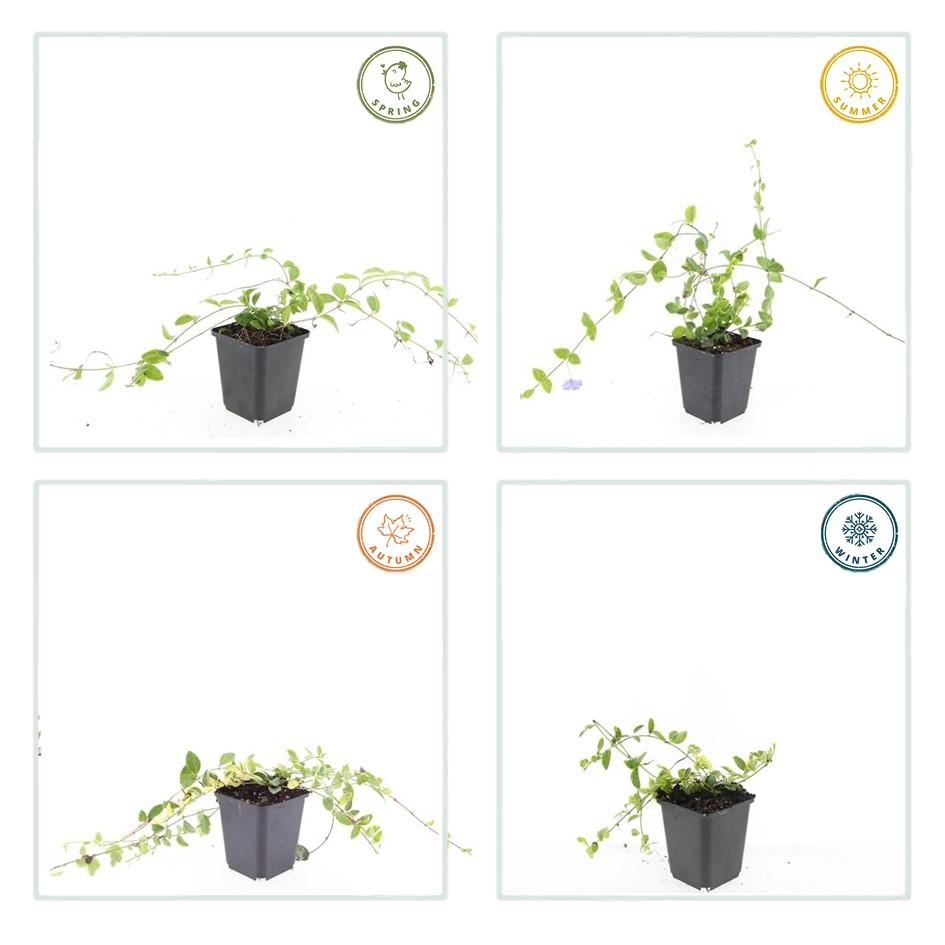 Petite Pervenche 'Blue and Gold' (lot de 6)