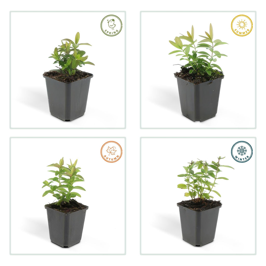 Millepertuis à grandes fleurs (lot de 6)