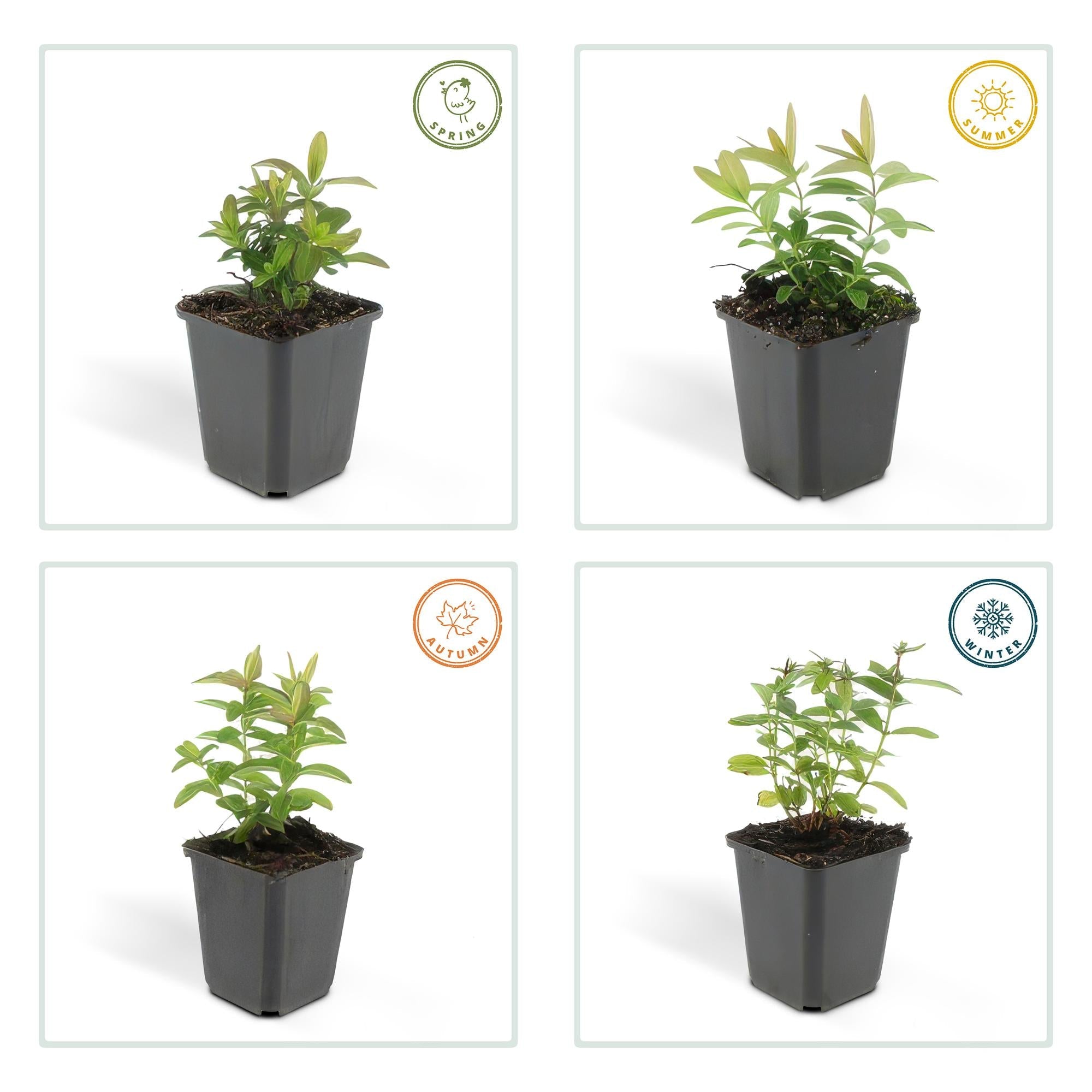 Millepertuis à grandes fleurs (lot de 6)