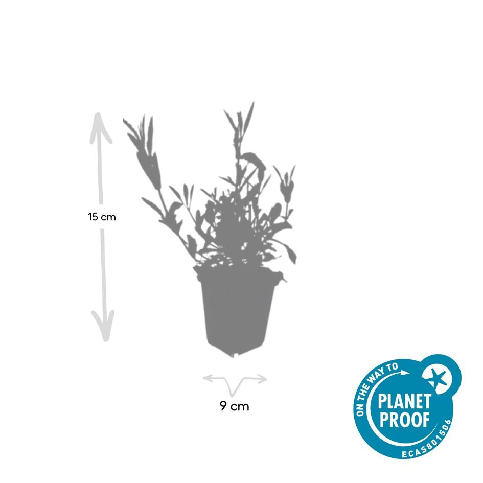 Verveine de Buenos Aires (lot de 6)