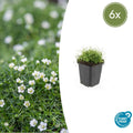 Sagine subulée (pack de 6)