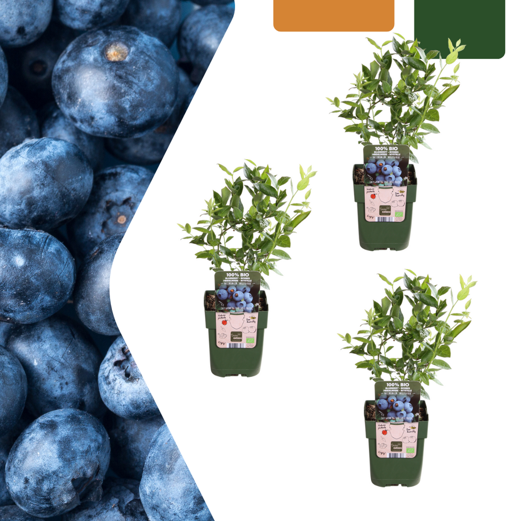 Myrtille Bio (lot de 3)