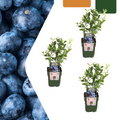 Myrtille Bio (lot de 3)