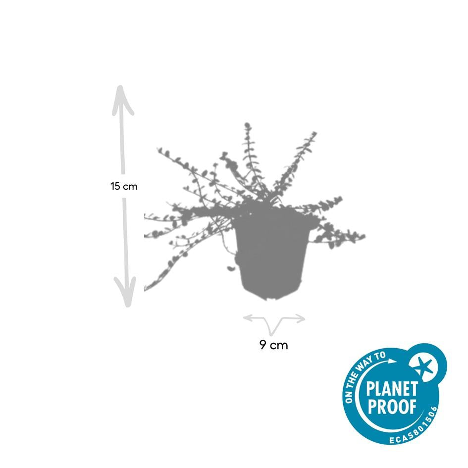 Fusain de Fortune 'Minimus' (lot de 6)