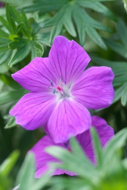 Géranium vivace 'Tiny Monster' (lot de 6)