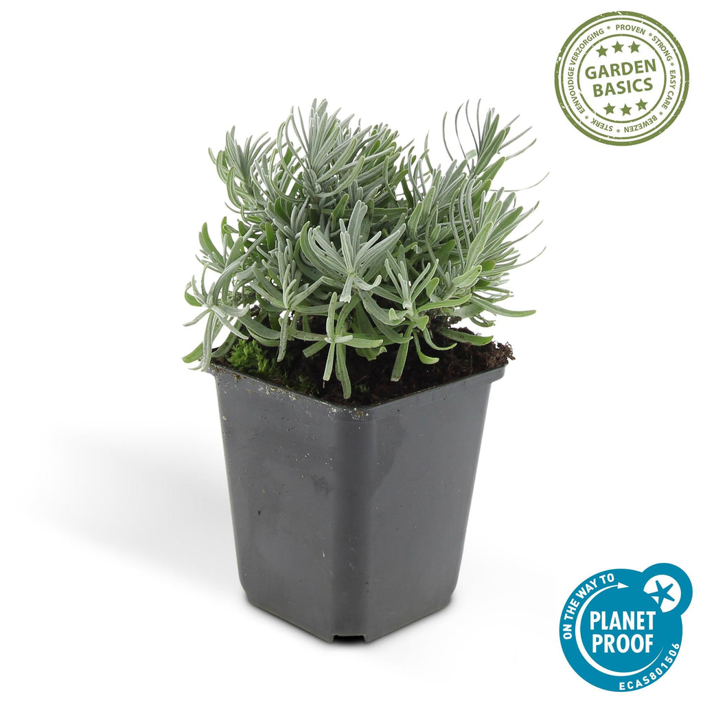 Lavande 'Hidcote' (lot de 6)