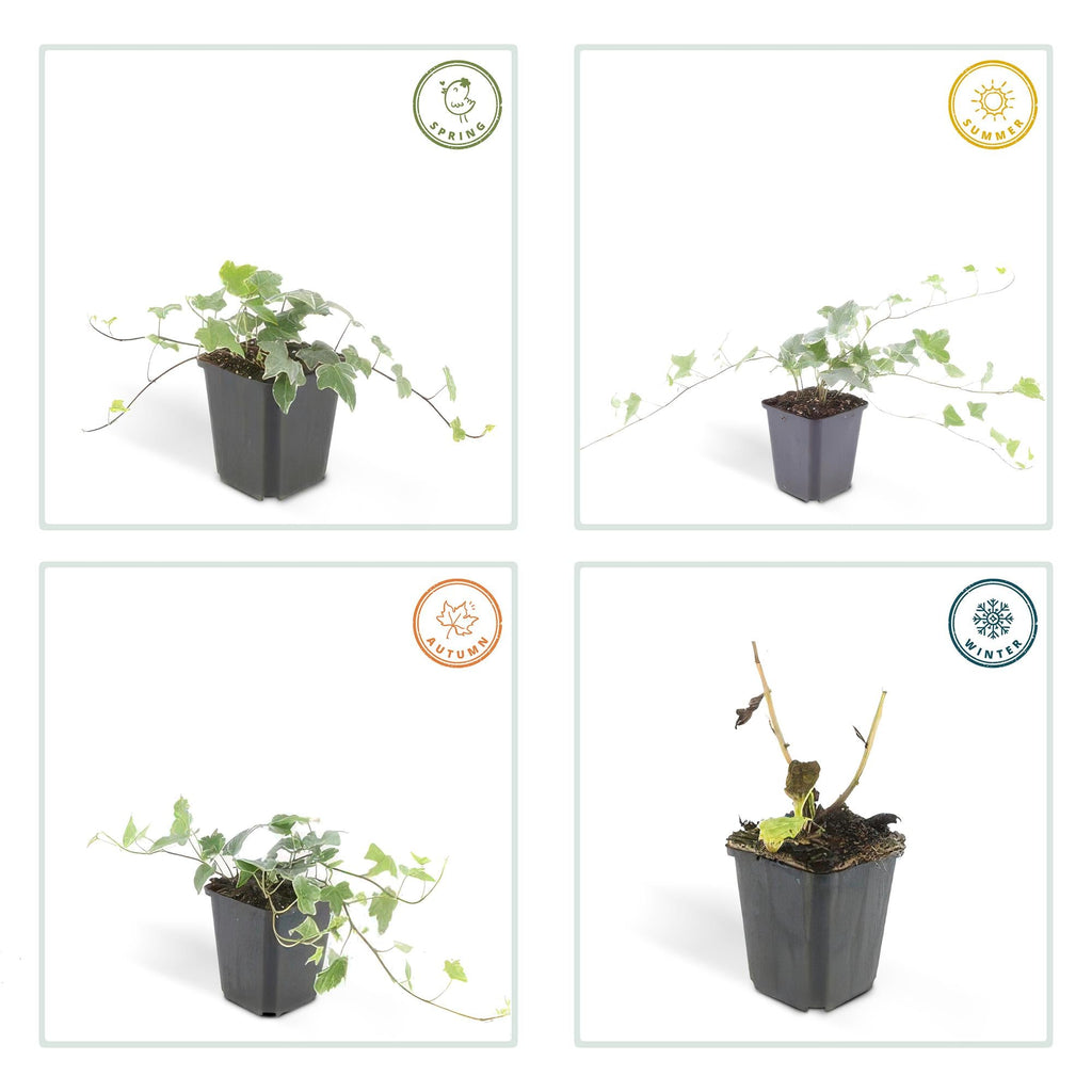 Lierre commun 'Glacier' (lot de 6)