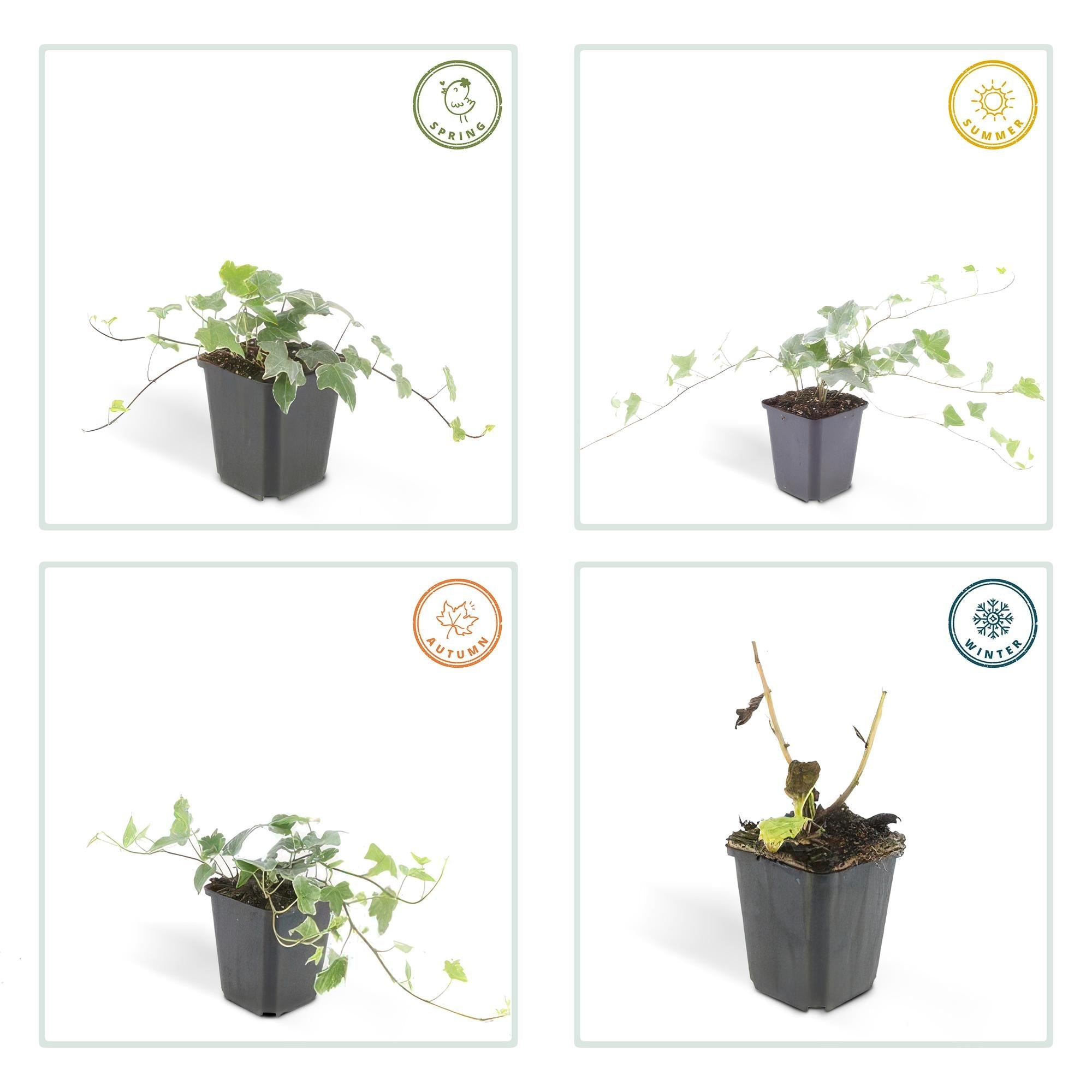 Lierre commun 'Glacier' (lot de 6)