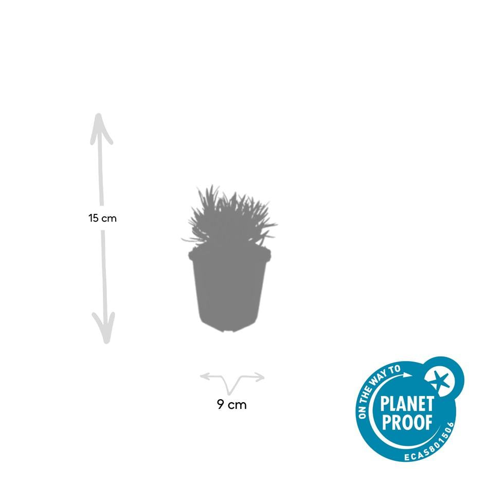 Lavande vraie blanche 'Edelweiss' (lot de 6)