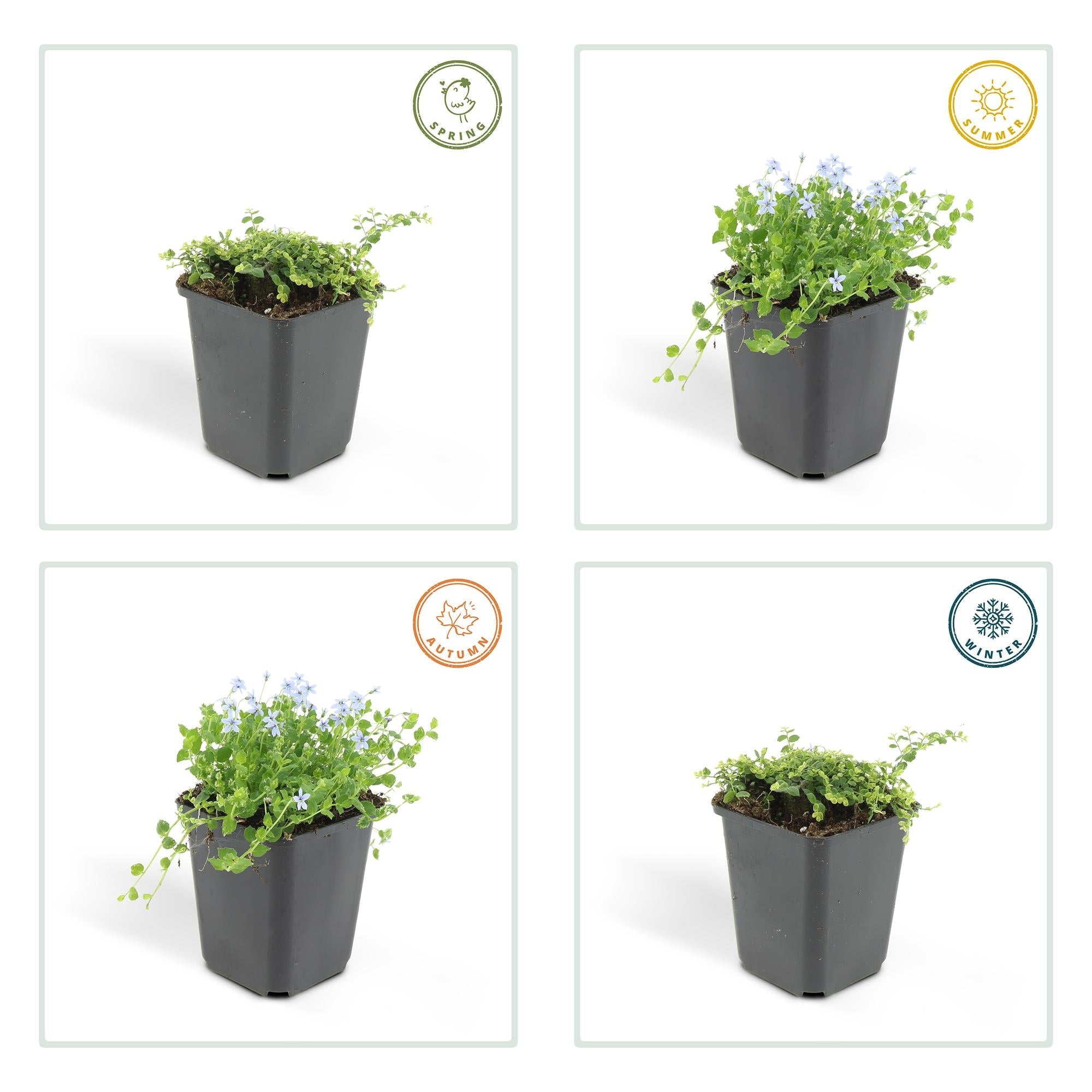 Isotoma fluviatilis (lot de 6)