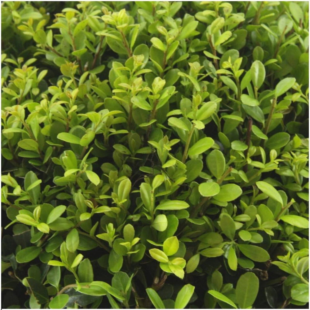 Ilex crenata 'Jenny' (pack de 6)