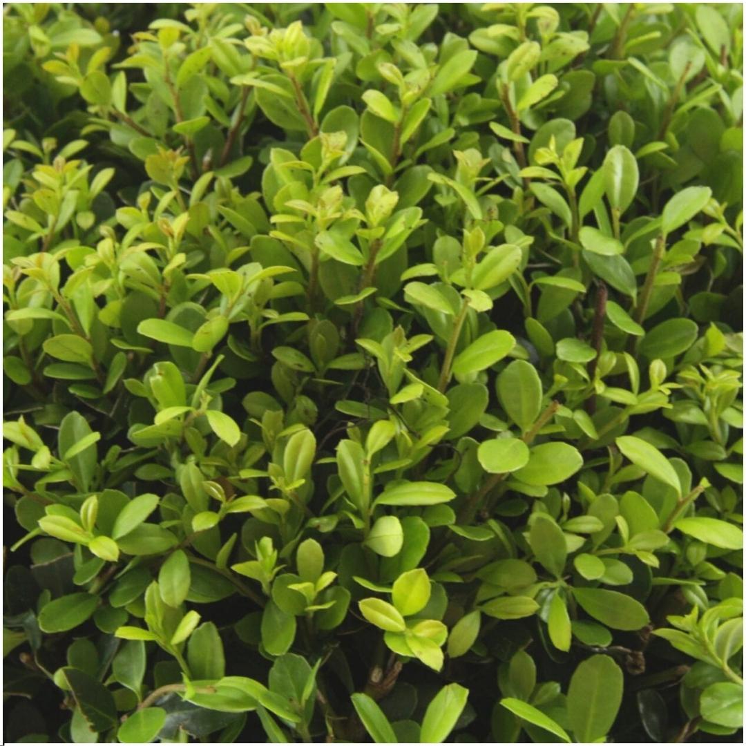 Ilex crenata 'Jenny' (pack de 6)