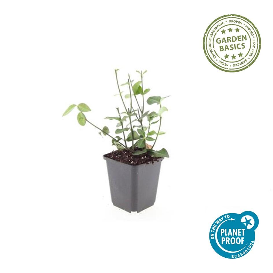 Fusain de Fortune 'Coloratus' (lot de 6)