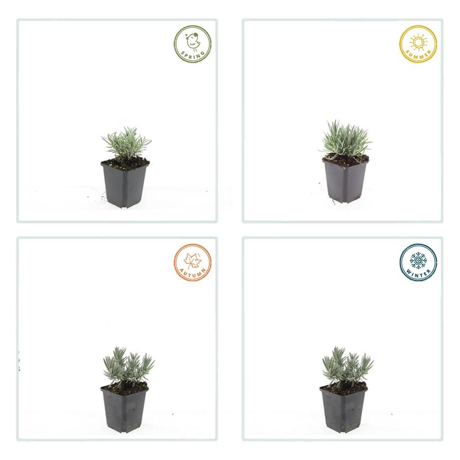 Lavande vraie blanche 'Edelweiss' (lot de 6)