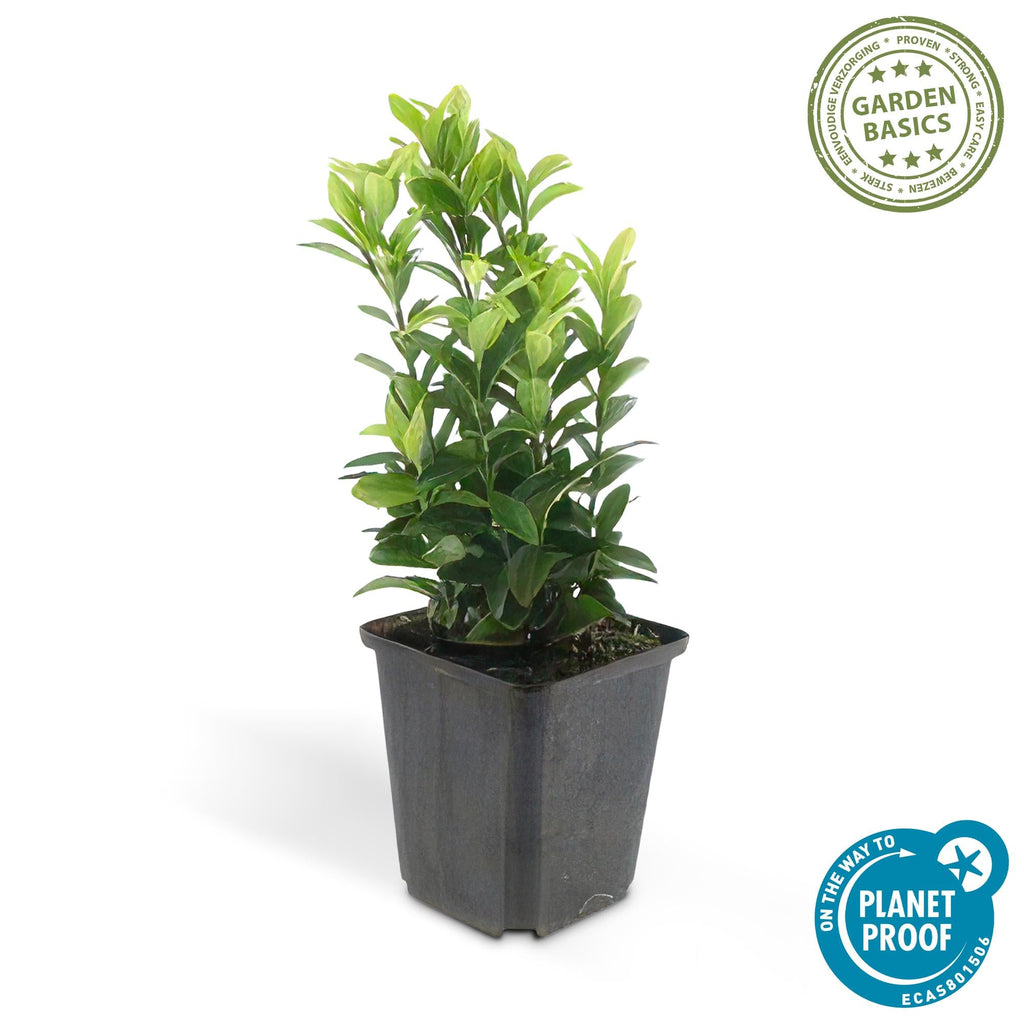 Fusain du Japon 'Green Spire' (lot de 24)