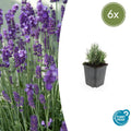 Lavande angustifolia 'Dwarf Blue' (lot de 6)