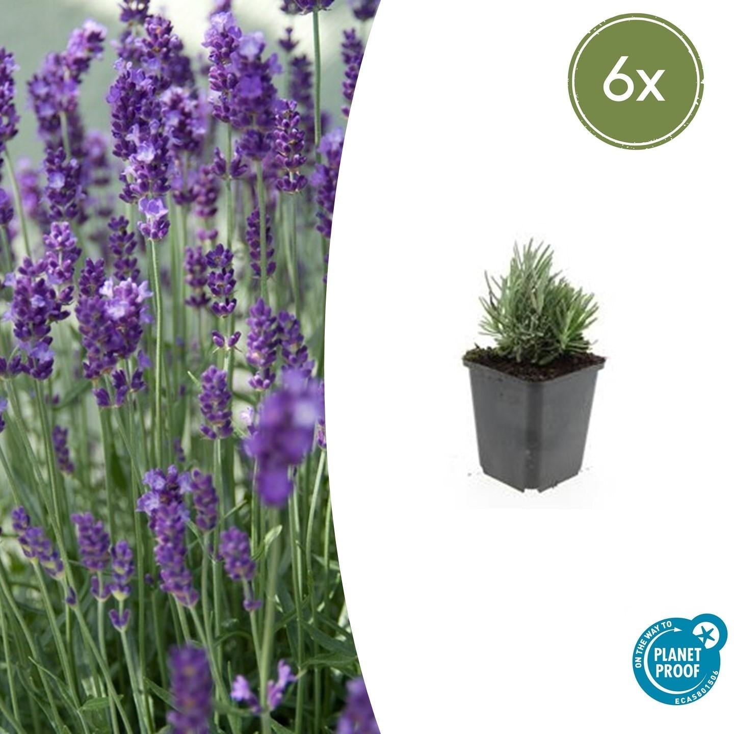 Lavande angustifolia 'Dwarf Blue' (lot de 6)