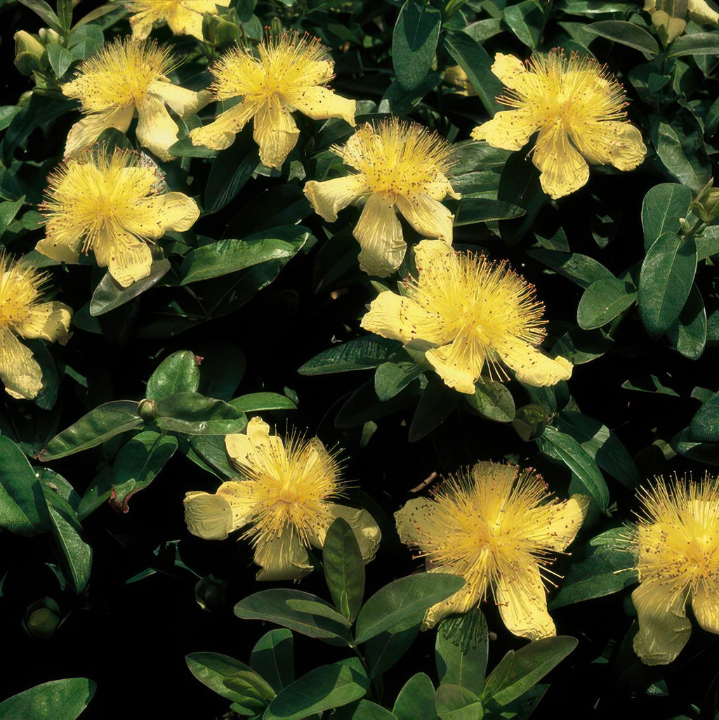 Millepertuis à grandes fleurs (lot de 6)