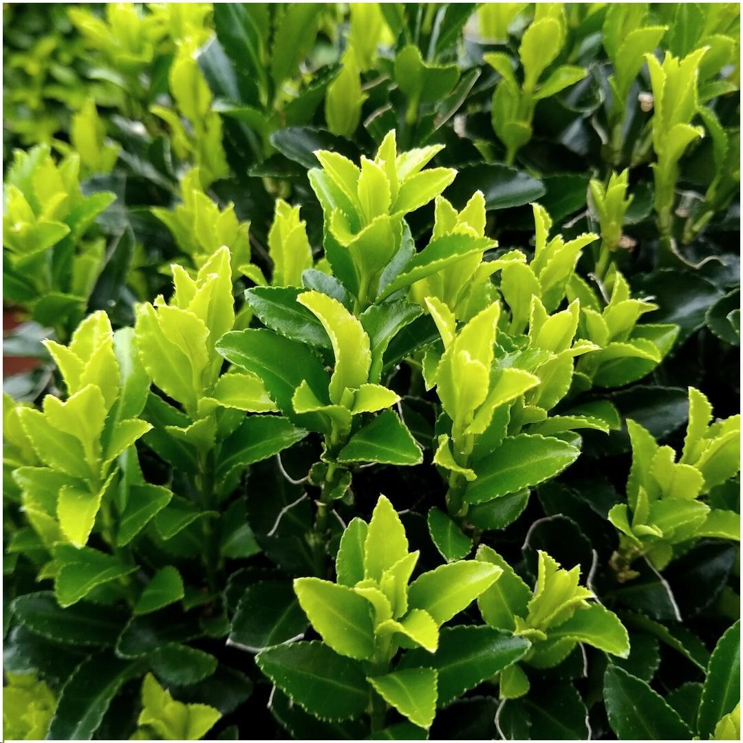 Euonymus japonicus 'Green Spire' (Lot de 6)