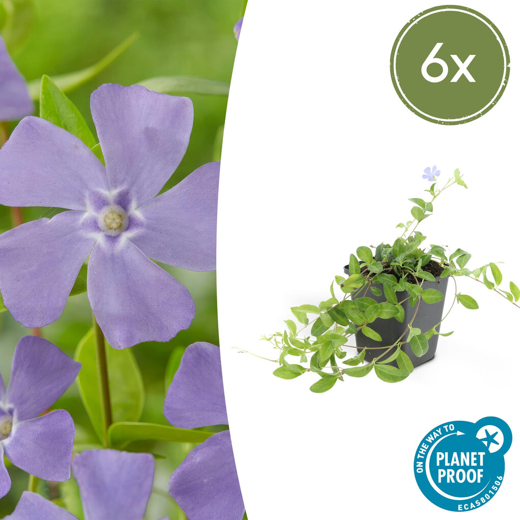 Petite Pervenche (Vinca minor) - (Lot de 6)