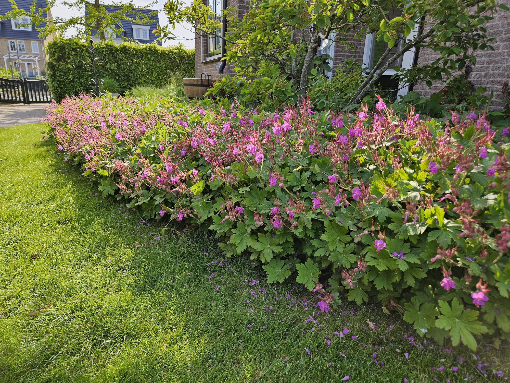 Géranium vivace macrorrhizum (lot de 6)