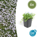 Isotoma fluviatilis (lot de 6)