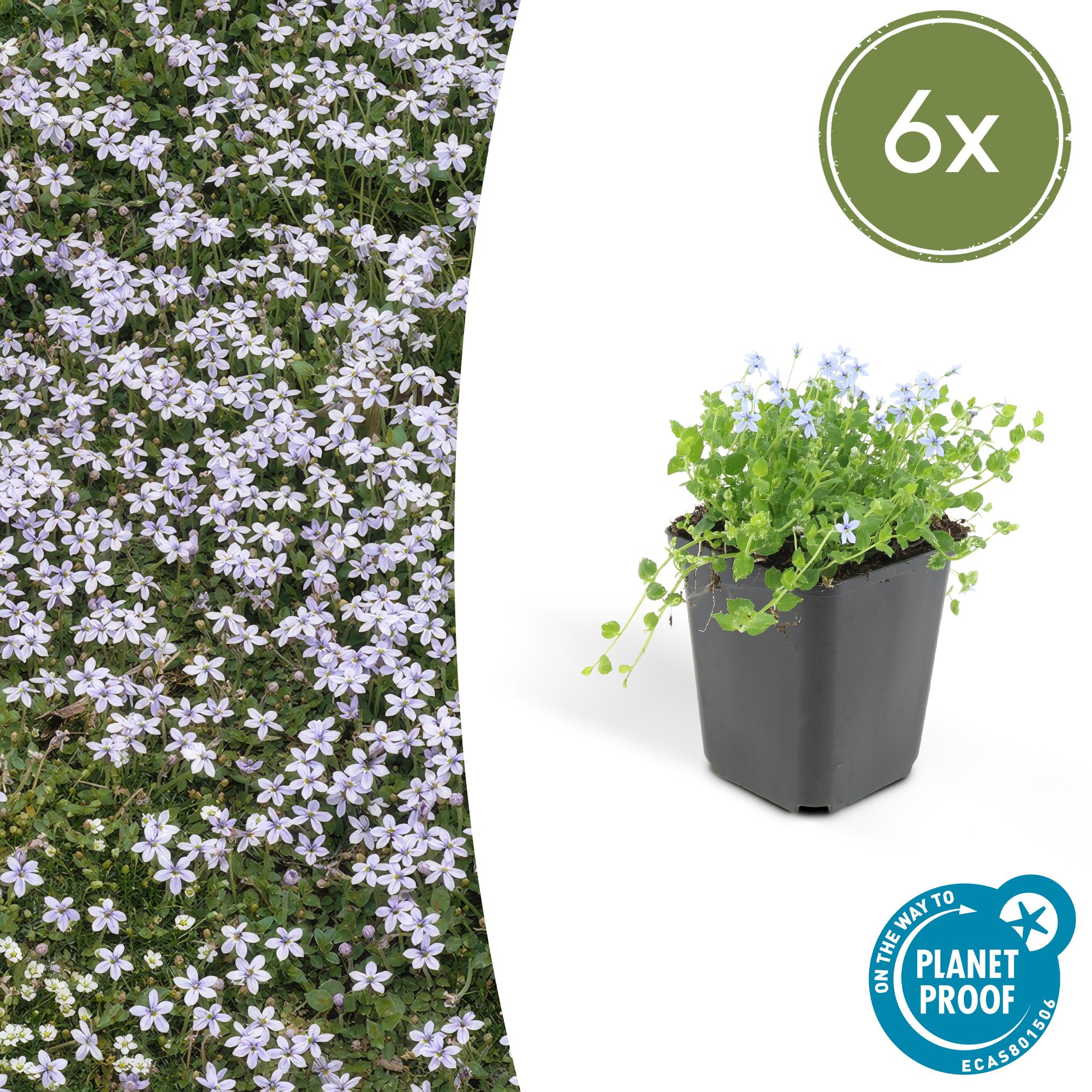 Isotoma fluviatilis (lot de 6)