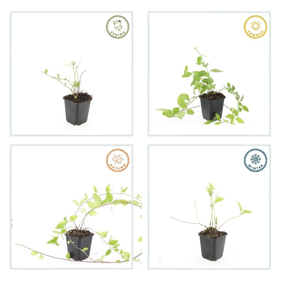 Grande Pervenche 'Alba' (lot de 6)