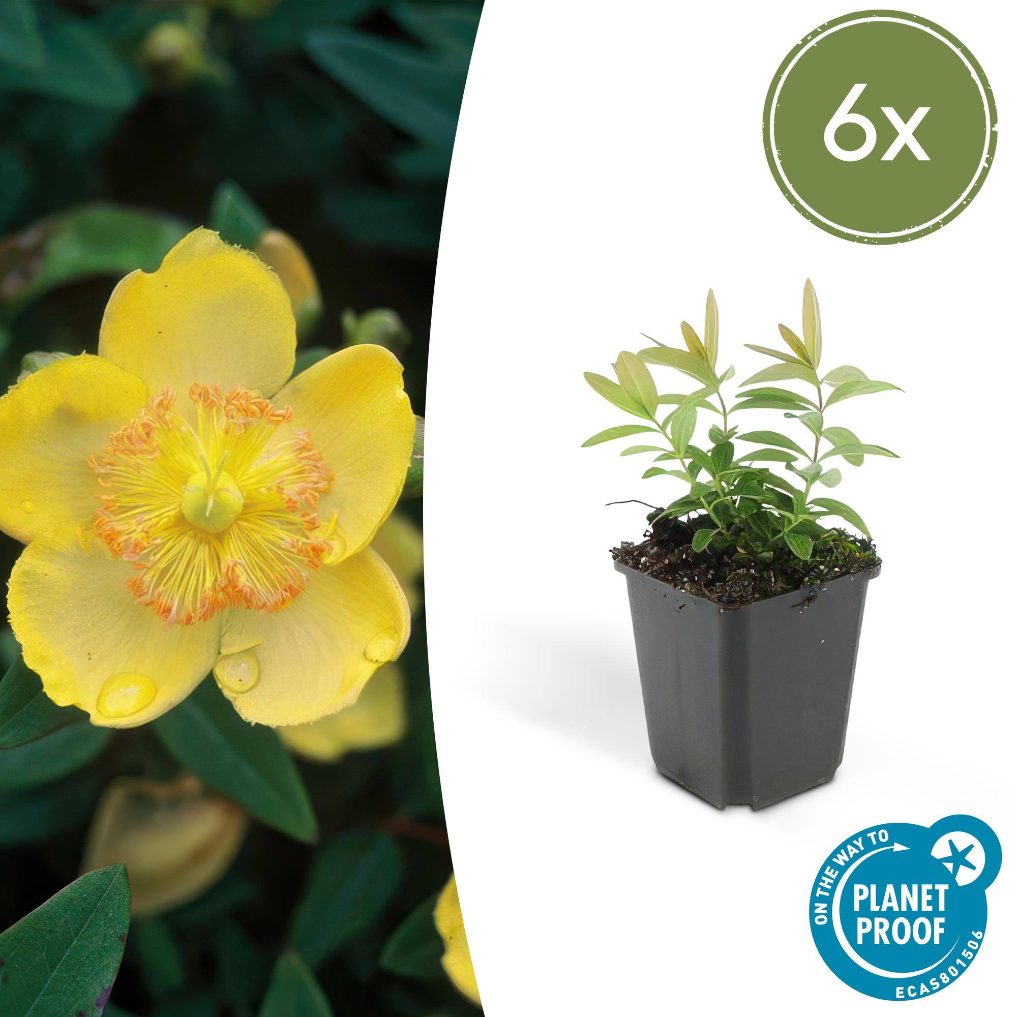 Millepertuis à grandes fleurs (lot de 6)