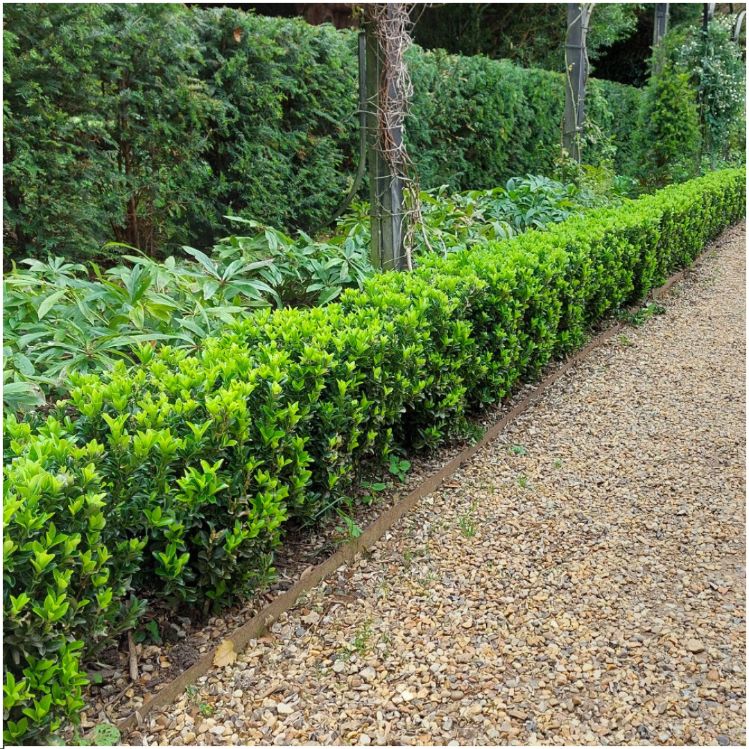 Fusain 'Green Spire' (pack de 6)