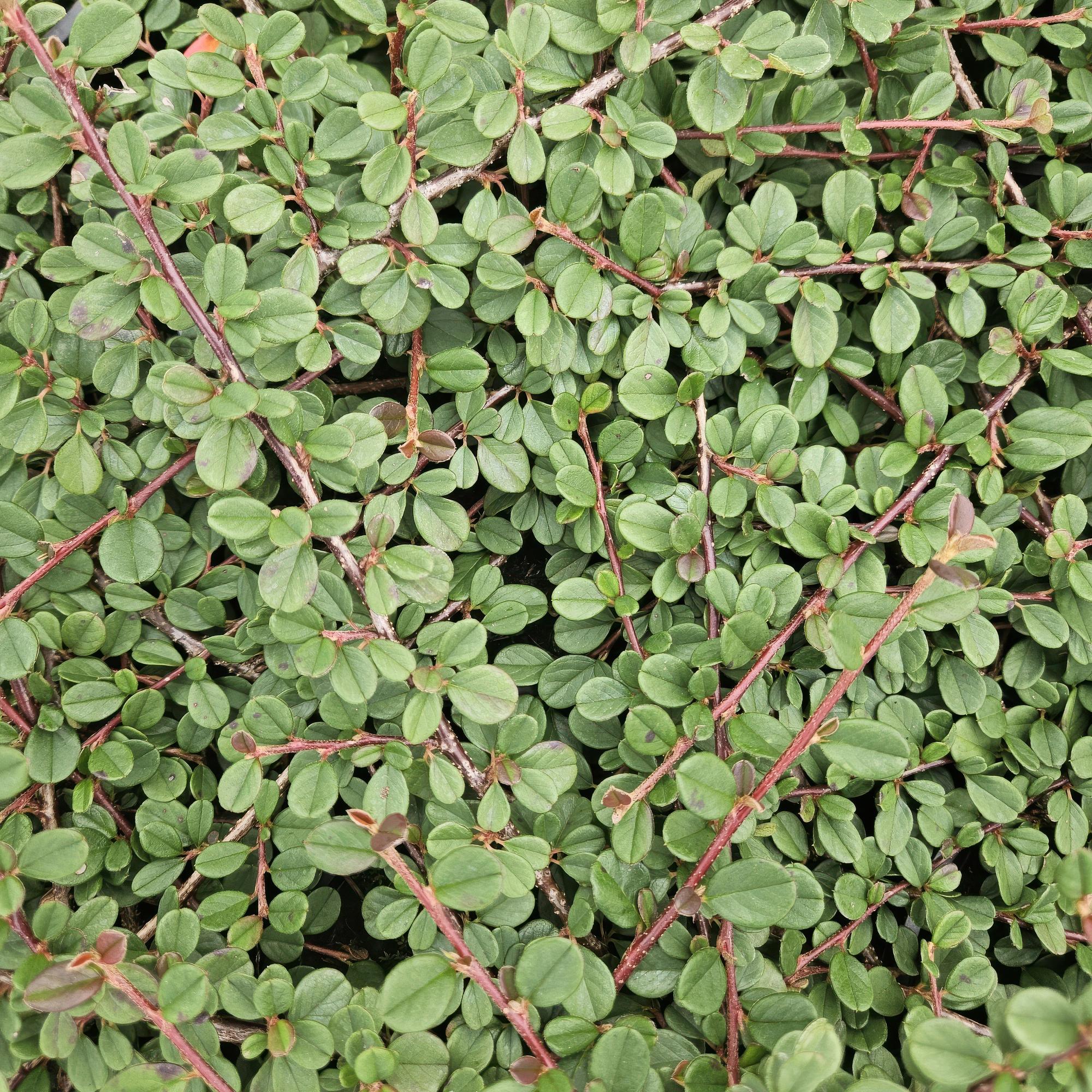 Cotonéaster rampant 'Queen of Carpets' (lot de 6)