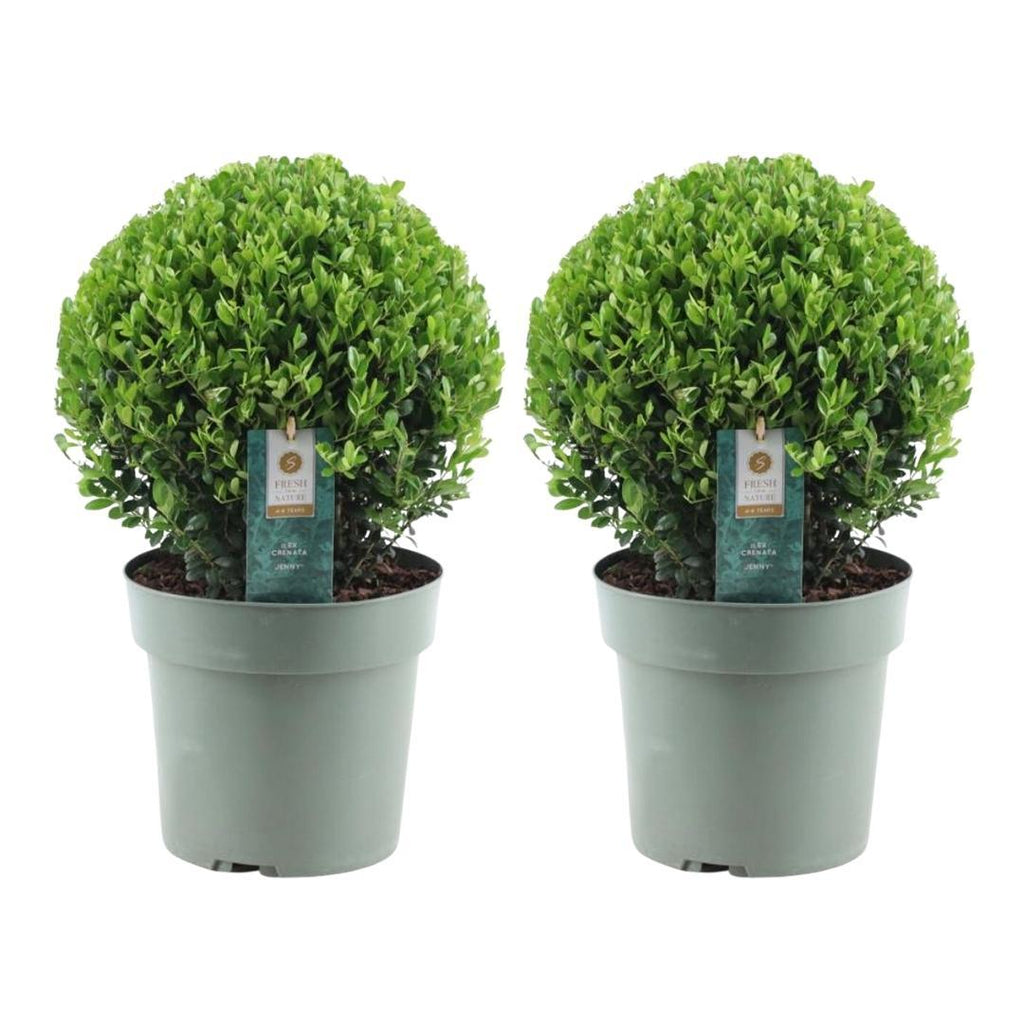 Lot de 2 Ilex crenata 'Jenny' (Ø25cm)