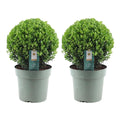 Lot de 2 Ilex crenata 'Jenny' (Ø25cm)