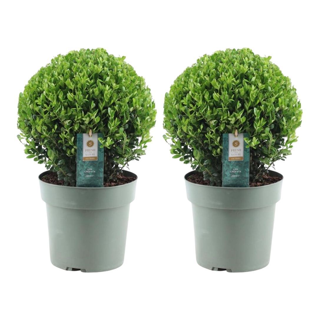 Lot de 2 Ilex crenata 'Jenny' (Ø25cm)