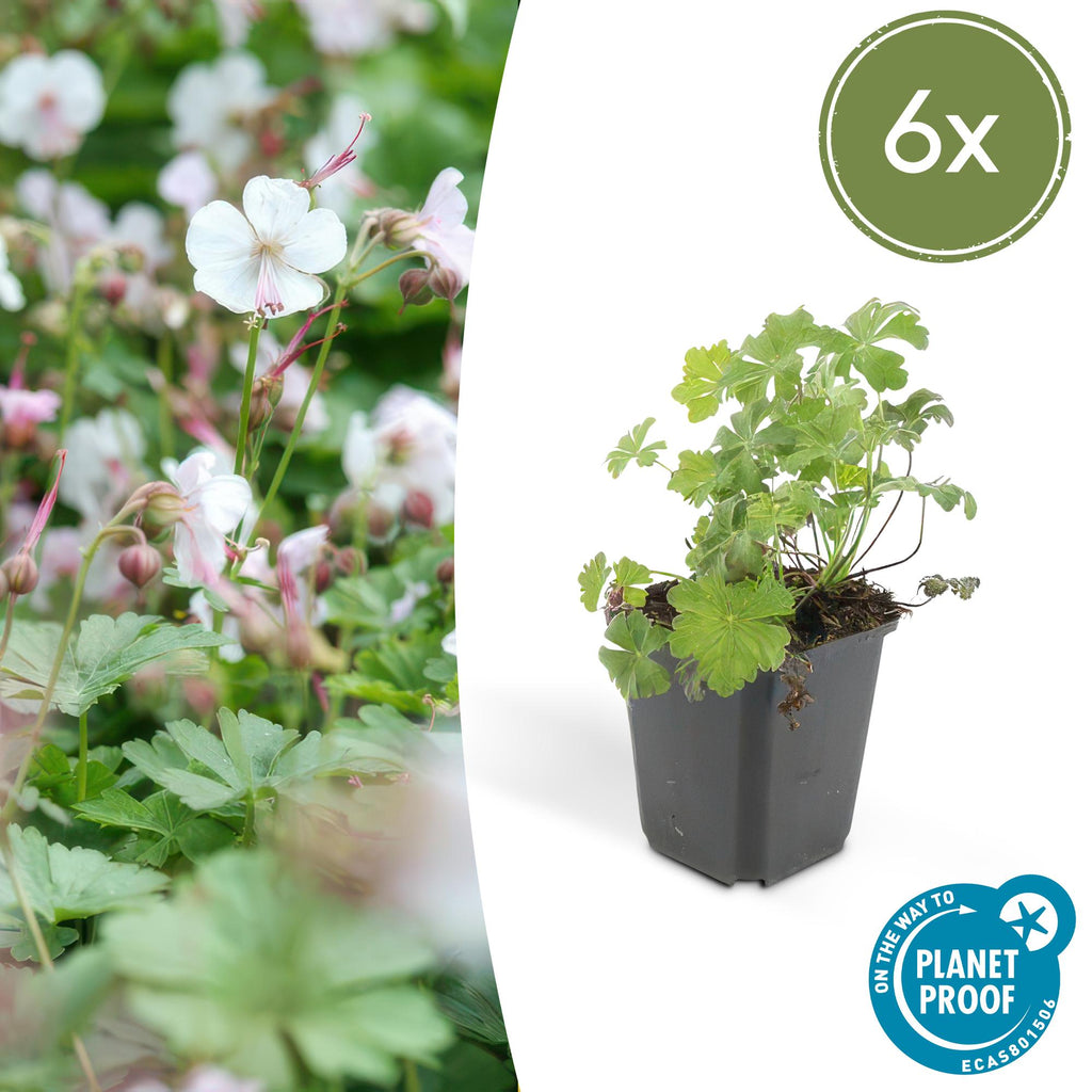 Géranium vivace 'Biokovo' (lot de 6)