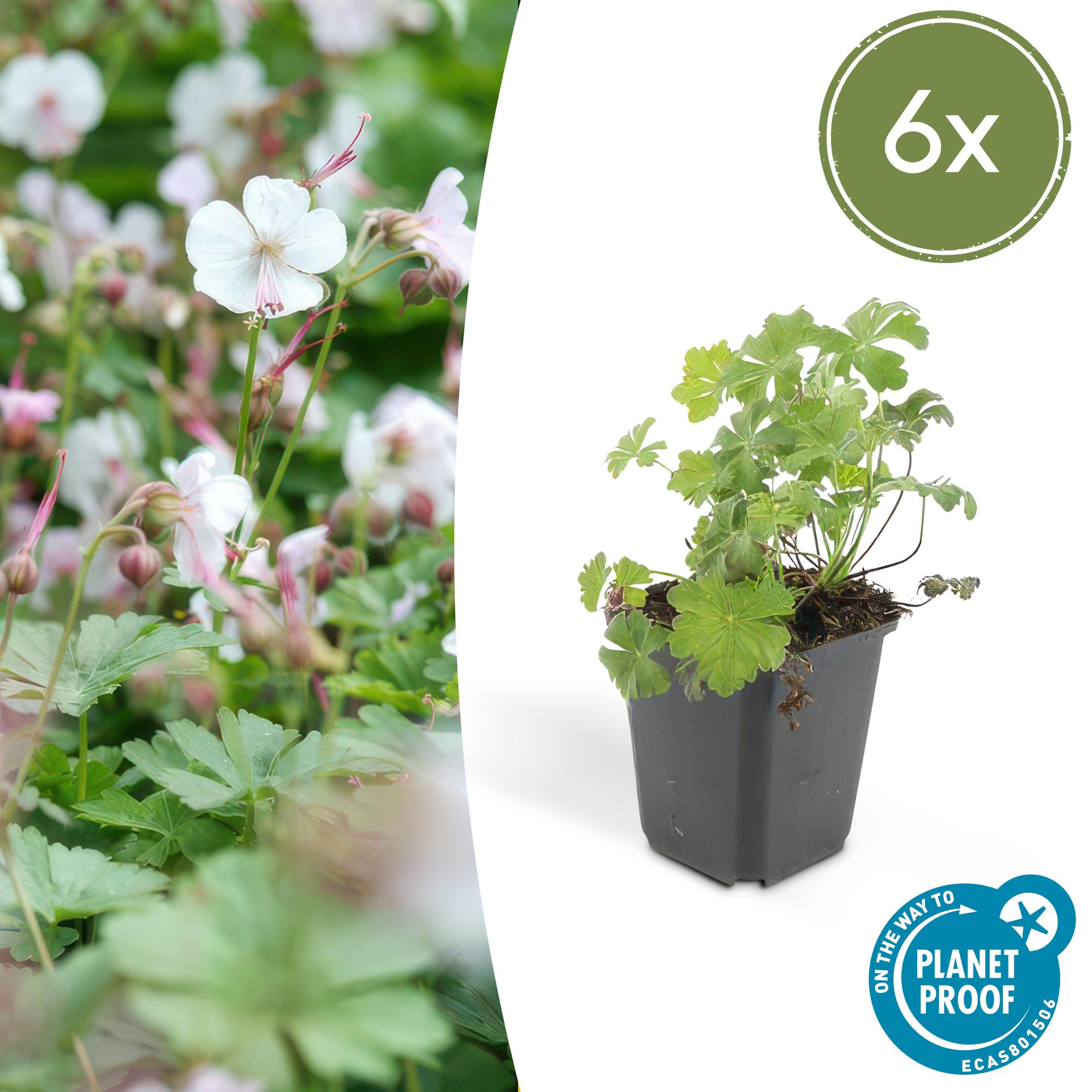 Géranium vivace 'Biokovo' (lot de 6)
