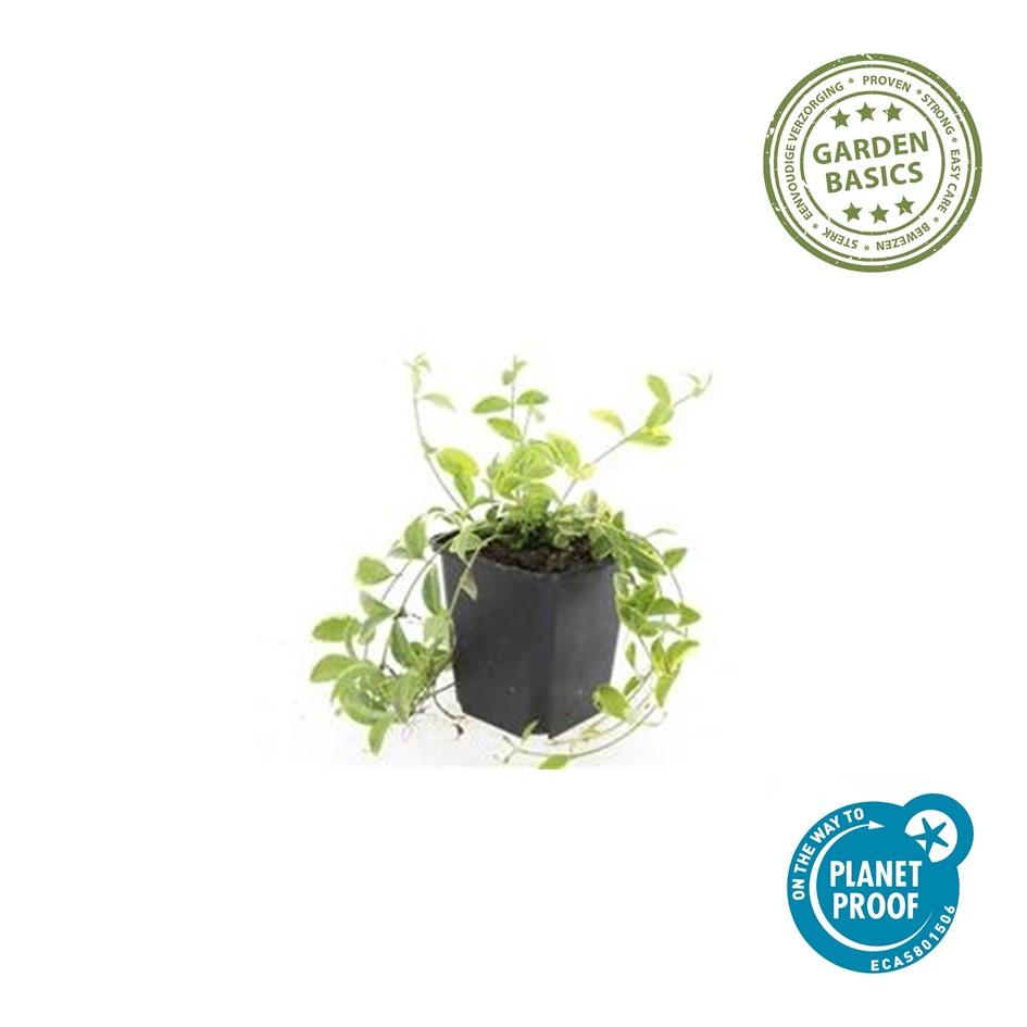 Petite Pervenche 'Aureovariegata' (lot de 6)