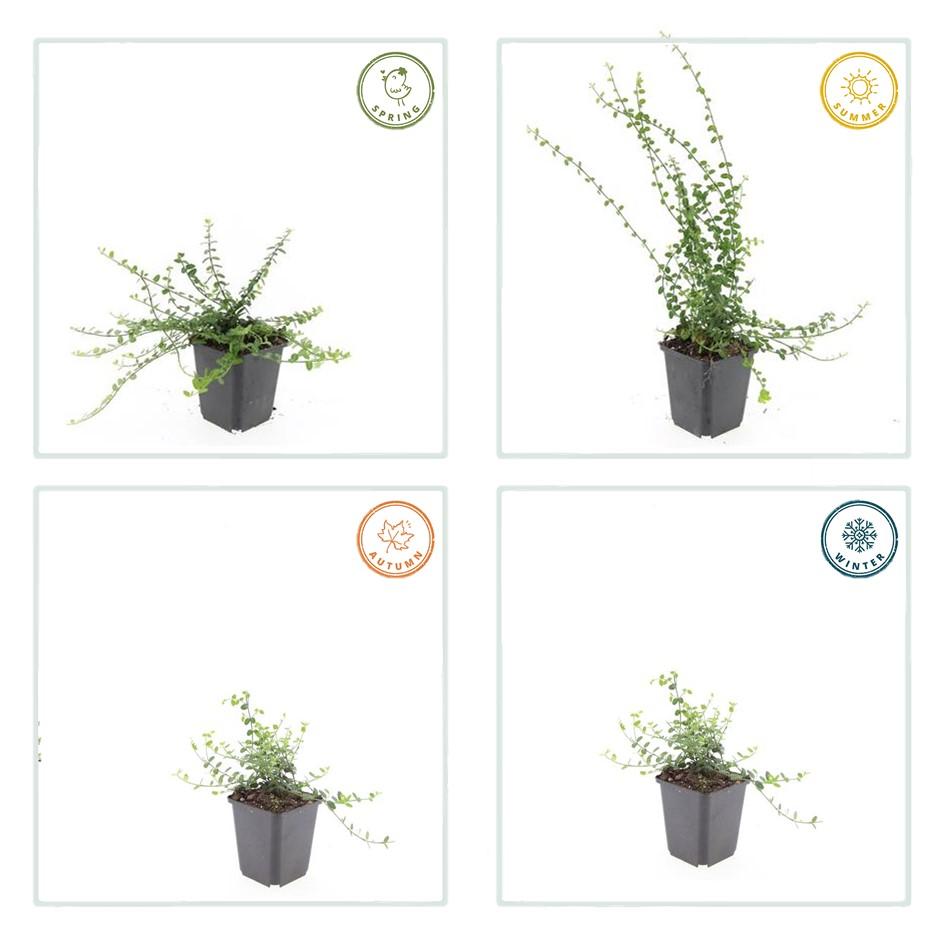 Fusain de Fortune 'Minimus' (lot de 6)