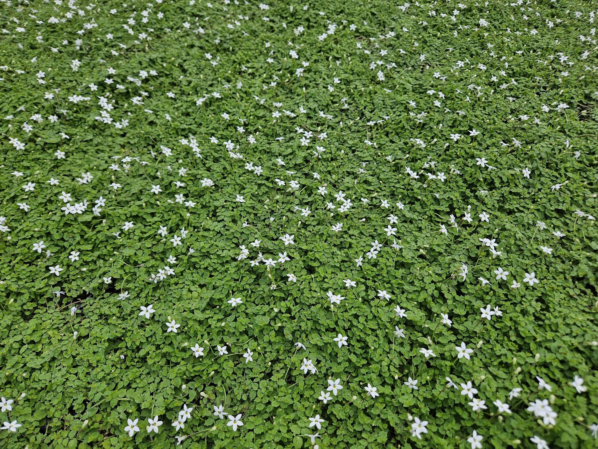 Isotoma fluviatilis 'Alba' (lot de 6)