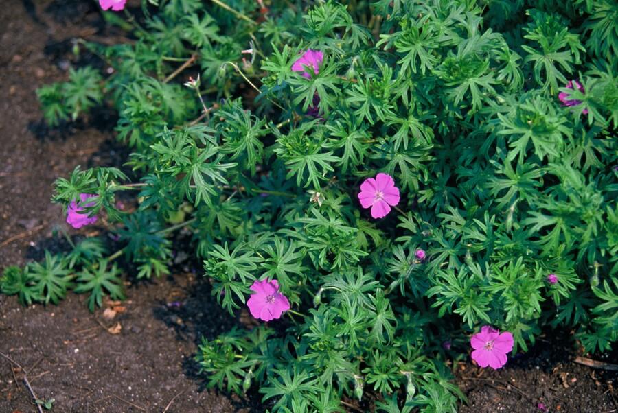 Géranium vivace 'Tiny Monster' (lot de 6)