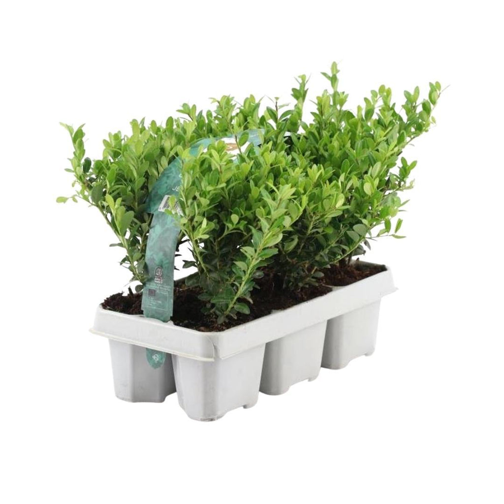 Ilex crenata 'Jenny' (pack de 6)