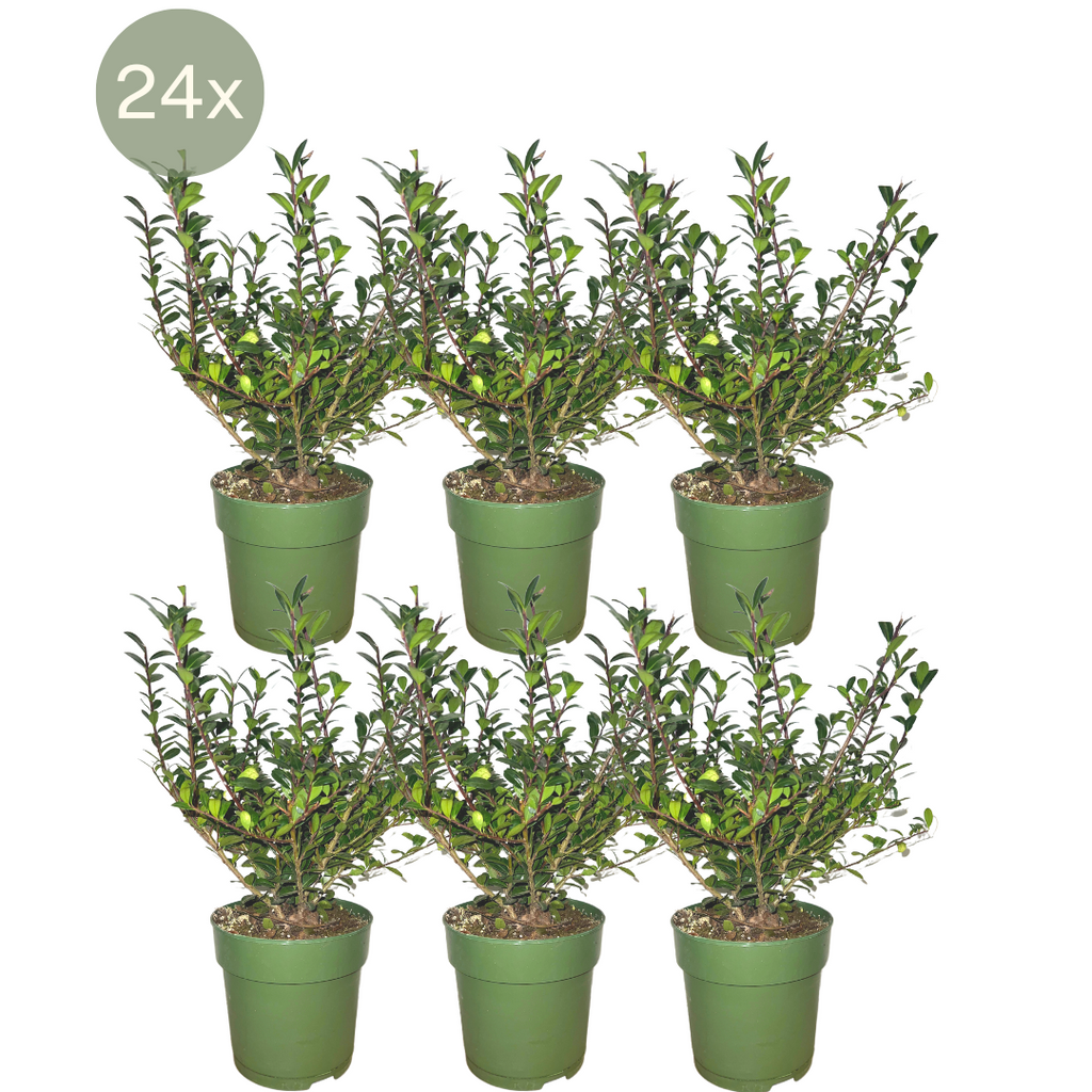 Ilex crenata 'Jenny' (lot de 24)
