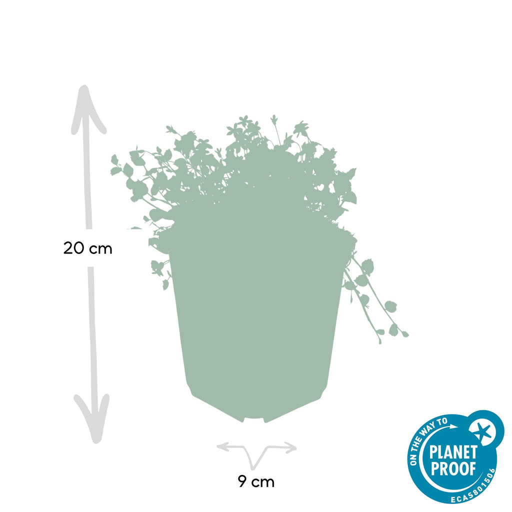 Isotoma fluviatilis (lot de 6)