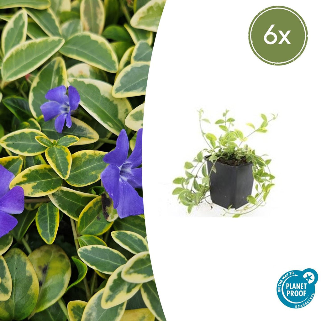 Petite Pervenche 'Aureovariegata' (lot de 6)