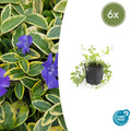Petite Pervenche 'Aureovariegata' (lot de 6)