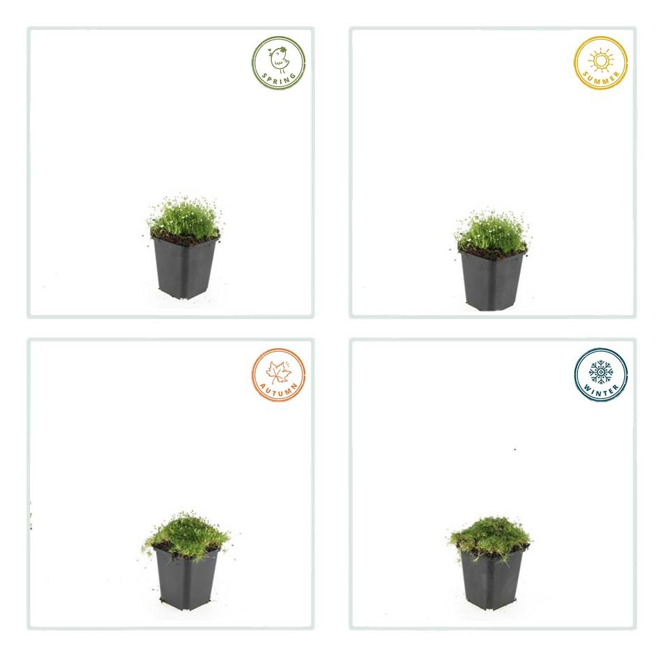 Sagine subulée (pack de 6)